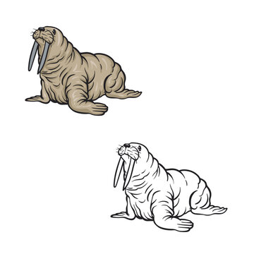 recommend clip art: cartoon walrus drawing with line art style. simple design outline style. vector illustrations 