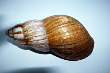 snail shells are large and empty