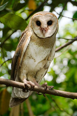 Barn Owl (Tyto alba)perched on tree branch during the day
