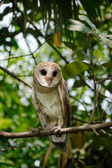 Barn Owl (Tyto alba)perched on tree branch during the day