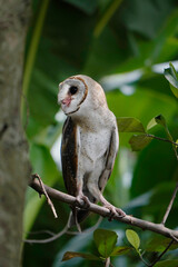 Barn Owl (Tyto alba)perched on tree branch during the day