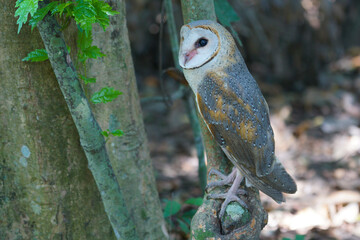 Barn Owl (Tyto alba) perched on tree in the forest
