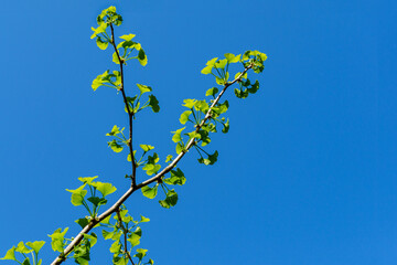 Ginkgo tree (Ginkgo biloba) or gingko with brightly green new leaves against background of blue sky. Selective close-up. Fresh wallpaper nature concept. Place for your text