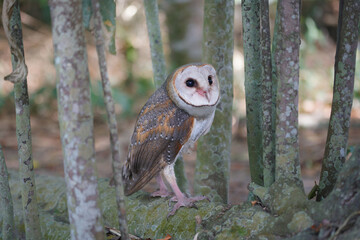 Barn Owl (Tyto alba) perched on tree in the forest