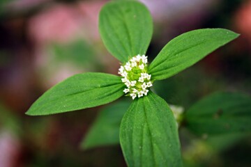 The spermacoce plant grows with white flowers and green leaves.