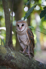 Barn Owl (Tyto alba) perched on tree trunk in in the forest at dawn