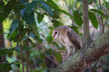 Barn Owl (Tyto alba) perched on tree trunk in in the forest at dawn