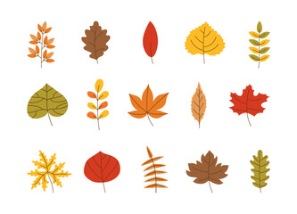 Hand drawn Autumn Leaves set. Seasonal multicolored elements for design. Botanical plant background for posters card. Foliage illustration. Maple, oak, birch leaf.