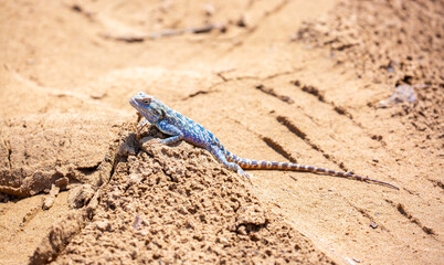 The blue agama sits in ambush on sand and branches and hunts for insects. Beautiful blue lizard...