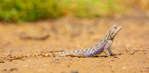 The blue agama sits in ambush on sand and branches and hunts for insects. Beautiful blue lizard close-up in the wild.