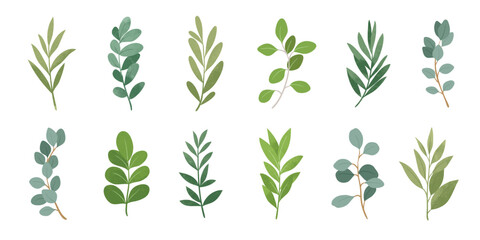 Collection of botanical elements in green color. Set of eucalyptus leaf, branches, leaves and herb with watercolor. Hand drawn of foliage vectors for wedding decor, website, graphic and shop.