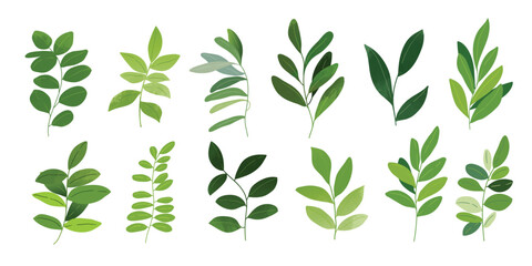 Collection of botanical elements in green color. Set of eucalyptus leaf, branches, leaves and herb with watercolor. Hand drawn of foliage vectors for wedding decor, website, graphic and shop.