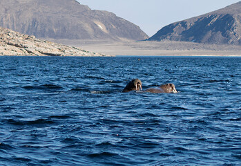 Walruses at the Seven Islands in the Svalbard Archipelago