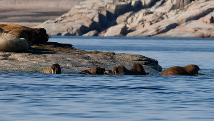 Walruses at the Seven Islands in the Svalbard Archipelago