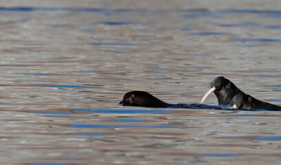 Obraz premium Walruses at the Seven Islands in the Svalbard Archipelago