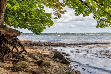 Washed-out, half-uprooted tree on the banks of the Flensburg Fjord, the roots are on the surface