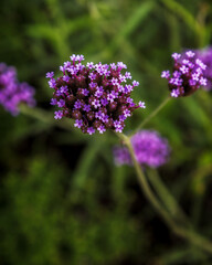 flowers in the garden
