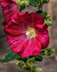 red and white flower