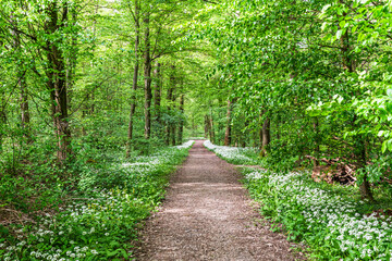 White, fragrant wild garlic flowers in the forest