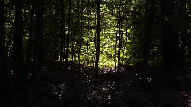 arbres ombre lumi&egrave;re