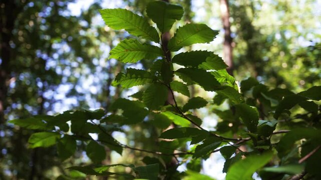 feuilles naturelles dans un parc.
