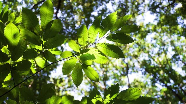 feuilles naturelles dans un parc.
