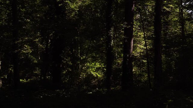 arbres ombre lumi&egrave;re