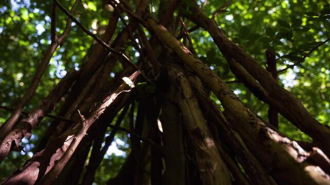 branchages dans un parc.