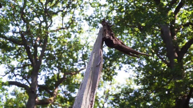 souche d'arbre en for&ecirc;t