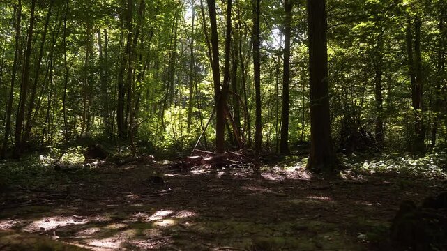 arbres ombre lumi&egrave;re