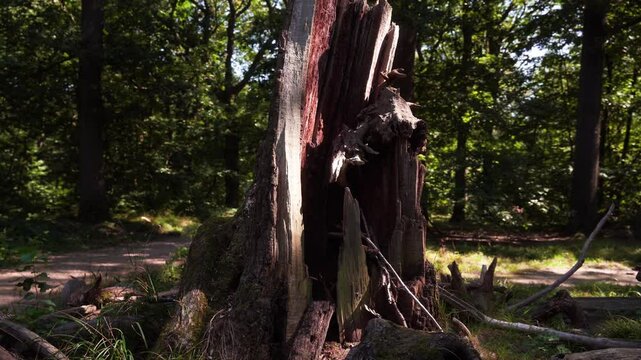 souche d'arbre en for&ecirc;t