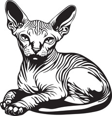 cute lying sphynx cat