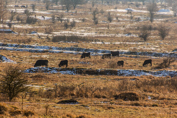 Aurochs (Bos primigenius) from Tauros Programme in Milovice Nature Reserve, Czech Republic