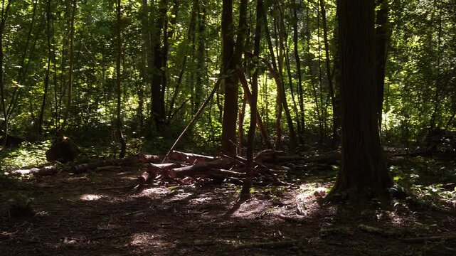 cabane en branches dans un parc