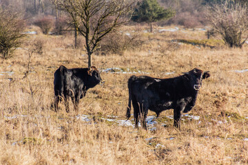 Aurochs (Bos primigenius) from Tauros Programme in Milovice Nature Reserve, Czech Republic