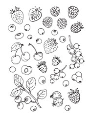 Vector sketch food. Berries, blueberries, cherries, strawberries, currants