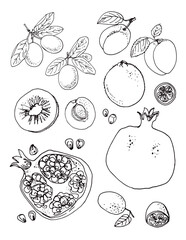 Vector sketch food. Exotic fruits. Pomegranate, kiwi, apricot, kumquat.