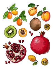 Vector sketch food. Exotic fruits. Pomegranate, kiwi, apricot, kumquat.