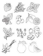 Vector sketch food. Fruits and berries icons. Strawberry, lemon, coffee, ginger, pear, vanilla, mint