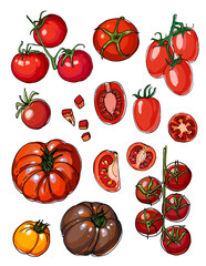Vector sketch food. Tomatoes, cherry