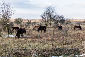 Exmoor ponies in Milovice Nature Reserve, Czech Republic