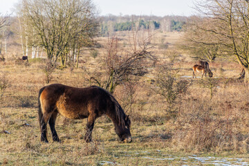 Exmoor ponies in Milovice Nature Reserve, Czech Republic