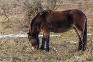 Exmoor pony in Milovice Nature Reserve, Czech Republic
