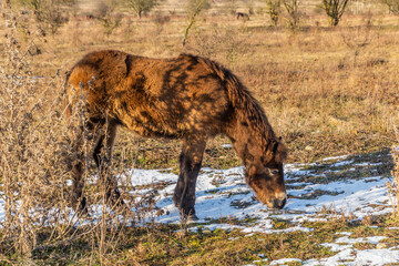 Exmoor pony in Milovice Nature Reserve, Czech Republic