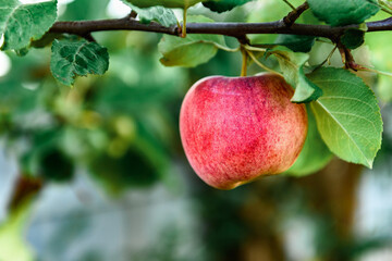 Ripe red apples on apple tree in summer or autumn. Harvesting apples.