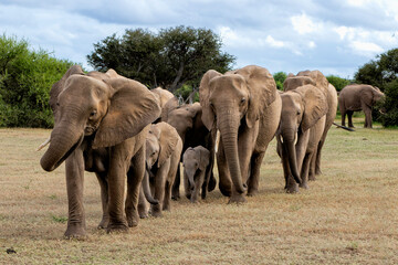 Fototapeta premium Elephant herd walking in the green season in Mashatu Game Reserve in the Tuli Block in Botswana.