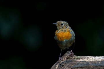 Juvenile European Robin (Erithacus rubecula) sitting on a branch in the  forest of the Netherlands. Dark background.