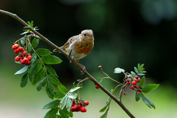 Juvenile European Robin (Erithacus rubecula) sitting on a branch in the  forest of the Netherlands. Dark background.
