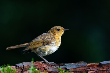 Juvenile European Robin (Erithacus rubecula) sitting on a branch in the  forest of the Netherlands. Dark background.