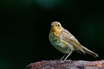 Juvenile European Robin (Erithacus rubecula) sitting on a branch in the  forest of the Netherlands. Dark background.